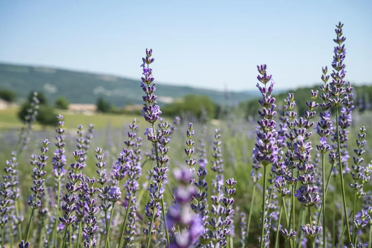 Domaine De Saint Quentin Bed & Breakfast Oppedette France