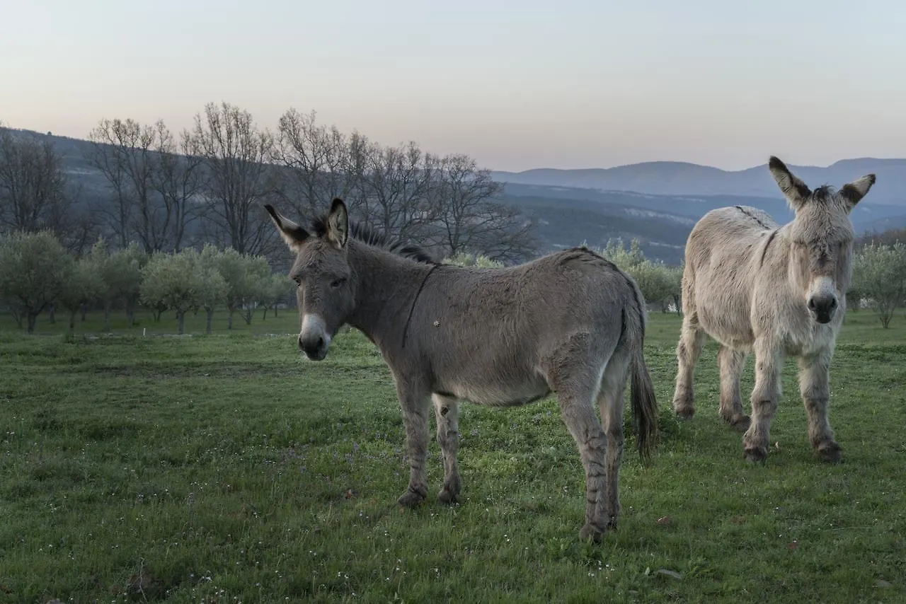 Bed & Breakfast Bed and Breakfast Domaine De Saint Quentin Oppedette